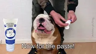 Squishface Wrinkle Paste How to Apply Video with @SlobberyBulldog