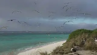 Soaring Albatross and Ocean Waves from Midway Atoll