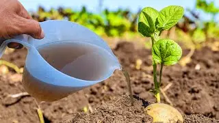 This Simple Trick Will Turn Your Garden Into a Lush, Homemade Organic Fertilizer