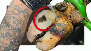 A Hidden Hole Under Layers of Hoof Horn | Young Heifer Lameness Mystery