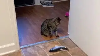 Dancing Fish Catnip Kicker Toy