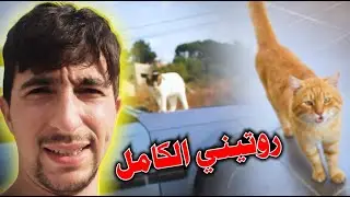 روتيني اليومي مع قططي ❤