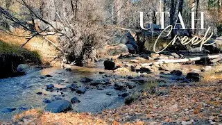 ASMR Utah Creek Flowing | Forest Sounds | Meditation Music for Relaxation & Sleep