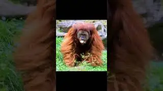 Orangutan Walking  #animals #orangutan #shorts