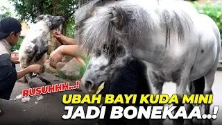 BOTAKIN ANAK KUDA MINI, PITRI MAKIN GEMOY..!
