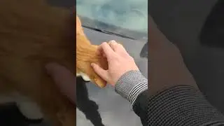 big chunky boy resting on a warm car hood