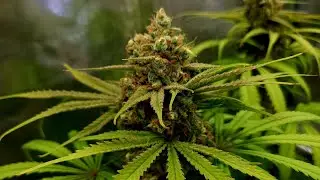 Humbolt Dream, GP3 & Orange Juice - Garden Update #8