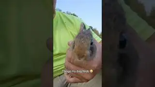 Have you ever heard a bunny scream like that? #bunny #bunniesoftiktok #cute #rabbit #fyp