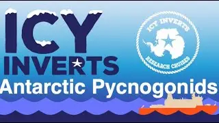 Icy Inverts: A look at Antarctic Sea Spiders!!!