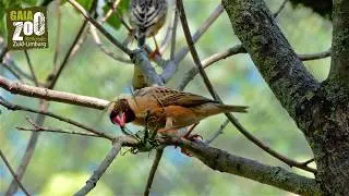 GaiaZOO: de wevervogels