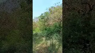 Deep forest area.#jungle #birds #nature #mountains