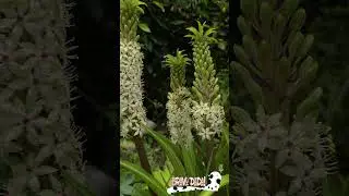 Pineapple Lily Flower (Eucomis) 💐 Amazing Flowers 🌿 Bravo Dada! #Shorts #Flowers #PineappleFlower