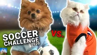 It's CATS vs. DOGS! | Soccer Cup Challenge | Forge of Empires