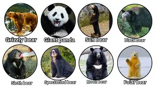 All Bear Species Explained