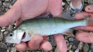 Petite session de pêche au bord du lac de serre-ponçon (on fait que des perches)