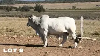 LOT 9. 4 WAYS CHAROLAIS & NK BRAHMAN BULL SALE 2024