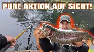 ICH SEHE HIER JEDEN FISCH | Forellenangeln auf Sicht | Forellenangeln in den Niederlanden | WILD