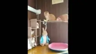 Cat playing with feather toy