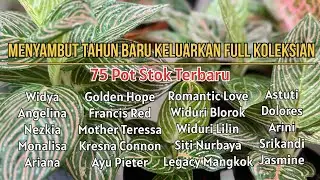 75 POT STOK TERBARU❗️❗️Wajib Diborong Edisi Menyambut Tahun Baru