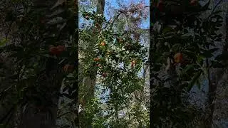 Wild citrus! 🍊 #floridacitrus #oranges #tangerines #fruit