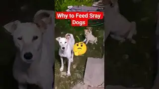 Why to Feed Stray Dogs 🤔🐶💕✨️ #dog #pets #animals #guarddog #youtube #viralvideo