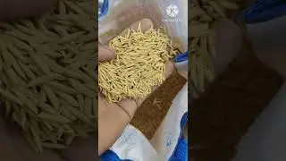 Pusa basmati 1718 Hybrid paddy Variety 🌾🌾🌾 #viral  #farming #shorts