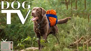 Dog TV Video: Entertaining Virtual Forest Walks with Calming Music for Dog - Entertaining TV for Dog