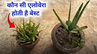 Know which Aloe Vera is the best | Aloe Vera Plant Identification | How to plant Aloe Vera