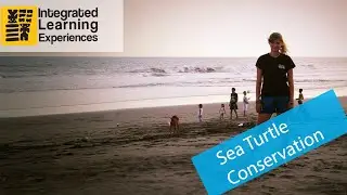 Volunteer in Sea Turtle conservation