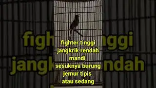 kenali karakter dan perawatan harian jagoan kita #shorts #fameclub #muraibatu