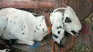 *🐾 2nd Vlog: Village Animals Life | Adorable Farm Adventures Continue! 🐄*