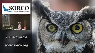 SORCO Raptor Rehab Centre