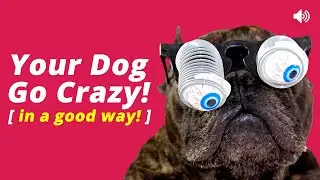 10 Sounds That Will Drive Your Dog Crazy (in a good way!) 🐶