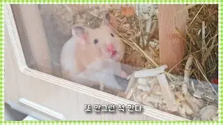 혼자 조립하지 마세요(나이트엔젤 짭가리움 L 조립) Do not assemble alone