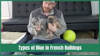 Types of Blue in a French Bulldog