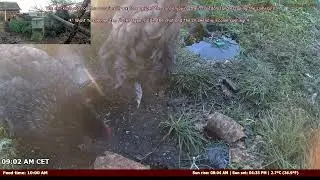 High-Tech Poultry Care: AI Feeder + Rare Chickens! 🤖🐓
