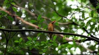 20111106 Rudy Kingfisher