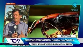 &iquest;POR QU&Eacute; LA INTENDENCIA DEJ&Oacute; EL COMBATE DEL PICUDO EN MANOS DE LA AGROPECUARIA?