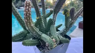 Echidnopsis cereiformis from North East Africa - Episode 71