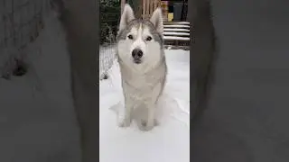 The world&rsquo;s most beautiful husky dog 🥹❤️