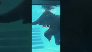 You Won&rsquo;t Believe Which Animal Loves Water Most