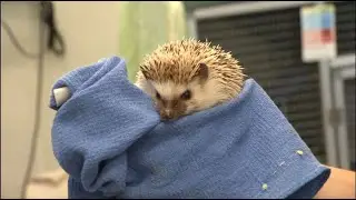 Wild Encounters: Animal Ambassadors