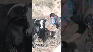 Yak Milk