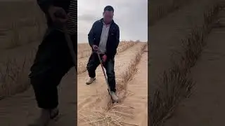 How does China stabilize moving sand dunes?