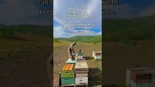 What Beekeeping Teaches You About Life (Beyond Honey)