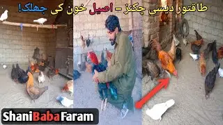 &hearts;️🐓Desi Rooster Love In True Aseel Style!دیسی مرغوں کا عشق &ndash; اصیل اسٹائل میں