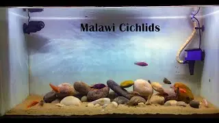 Lake Malawi aquascape Cinematic Video | African Cichlids | Peacock