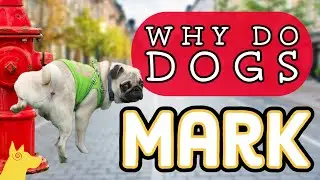 Why do dogs mark? The difference in marking and urination!