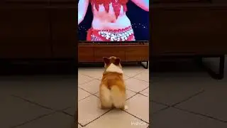 #funny​ #cat​ #dog​ #animals​ #pets​ #comedy​  #catlovers​ #dogshorts​ #viralvideo               