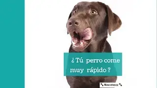 Plato Antiahogo para perros - comer lento